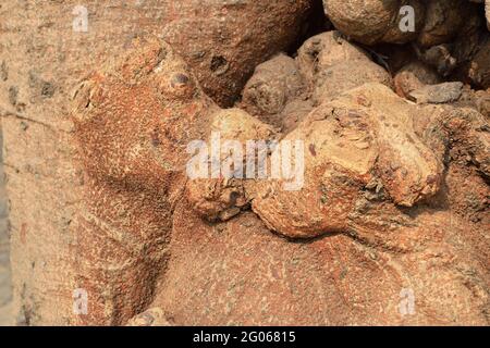 Immagine concettuale astratta naturale del bacio, dell'amore, formato dalla forma della radice dell'albero. Immagine stock natura di forme astratte di legno, Bengala Occidentale, India Foto Stock