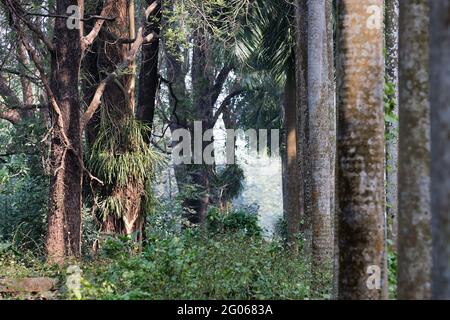 Foglie secche e alberi, umorosita sfondo delle radici degli alberi invernali con gioco di luce e ombra su di loro, Kolkata, India Foto Stock