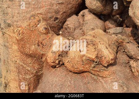 Immagine concettuale astratta naturale del bacio, dell'amore, formato dalla forma della radice dell'albero. Immagine stock natura di forme astratte di legno, Bengala Occidentale, India Foto Stock