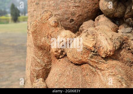 Immagine concettuale astratta naturale del bacio, dell'amore, formato dalla forma della radice dell'albero. Immagine stock natura di forme astratte di legno, Bengala Occidentale, India Foto Stock