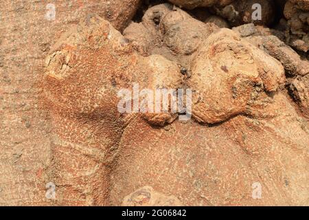 Immagine concettuale astratta naturale del bacio, dell'amore, formato dalla forma della radice dell'albero. Immagine stock natura di forme astratte di legno, Bengala Occidentale, India Foto Stock