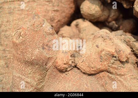 Immagine concettuale astratta naturale del bacio, dell'amore, formato dalla forma della radice dell'albero. Immagine stock natura di forme astratte di legno, Bengala Occidentale, India Foto Stock