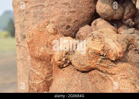 Immagine concettuale astratta naturale del bacio, dell'amore, formato dalla forma della radice dell'albero. Immagine stock natura di forme astratte di legno, Bengala Occidentale, India Foto Stock