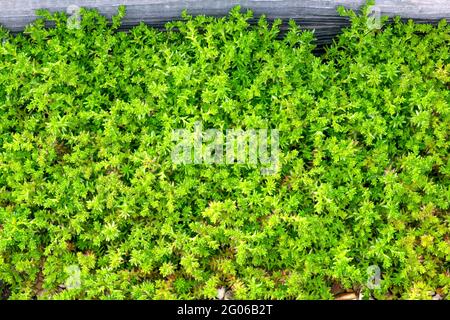 Macinato che sparge i succulenti, sedum sano, pianta di Stonecrop caucasica ha velocizzato attraverso il terreno nel clima corretto, tipo di suolo, annaffiatura e fertil Foto Stock