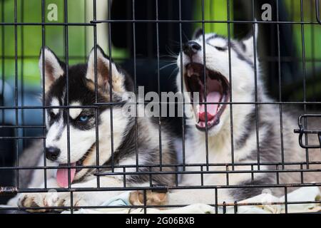 Due cuccioli di Husky si siedono in una gabbia. Foto di alta qualità Foto Stock