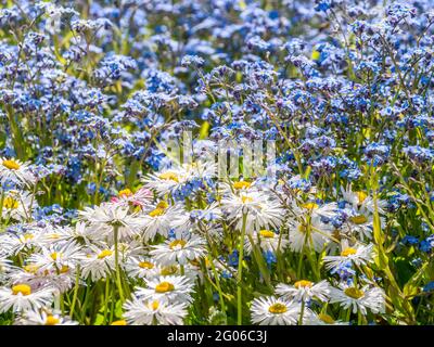 Un campo pieno di perennis Bellis noto anche come daisy comune, daisy prato o inglese Daisy fiori. Foto Stock