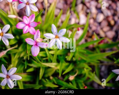 Fiori di Rhodohypoxis dai colori brillanti con pietre e ghiaia come sfondo, con spazio di copia Foto Stock