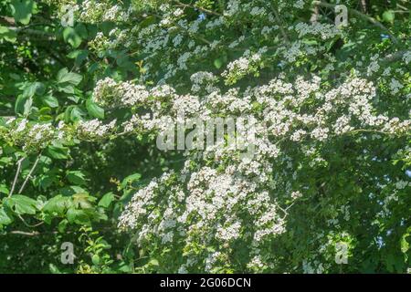 Massaggiato fiore bianco di albero di biancospino / Crataegus monogyna alla luce del sole. Per hedgerow in fioritura Regno Unito, fiore primaverile, piante medicinali concetto. Foto Stock