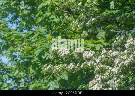 Massaggiato fiore bianco di albero di biancospino / Crataegus monogyna alla luce del sole. Per hedgerow in fioritura Regno Unito, fiore primaverile, piante medicinali concetto. Foto Stock