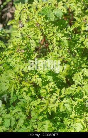 Cerotto di fogliame / foglie di erba Robert / geranio robertianum al sole, una volta utilizzato come una pianta medicinale in rimedi a base di erbe. Foto Stock