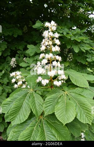 Punta di fiori su un albero di castagno di cavallo (Aesculus hippocastanum). Foto Stock