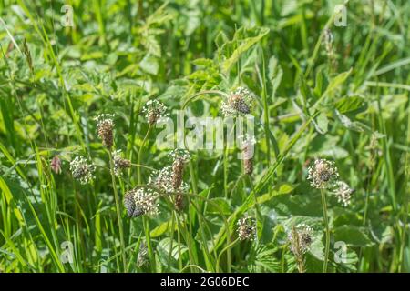 Fioritura Ribwort / Plantago lanceolata al sole, fiori Ribbwart in crescita maggio-tempo. Foglie commestibili come cibo di sopravvivenza se cotte. Ex pianta medicinale. Foto Stock