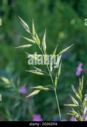Testa annuente di specie d'erba [possibilmente un Bromè prima che si pieghi sopra] che cresce nella siepe di un campo. Per erbe selvatiche del Regno Unito, erbacce comuni di erba, Foto Stock