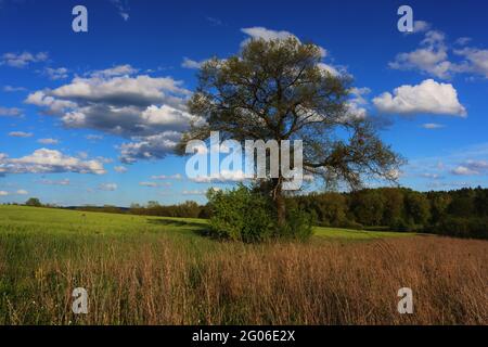 Ein Spaziergang vorbei an Wiesen und Bäumen mit schönen Wolken am Annaberg in Sulzbach Rosenberg bei Amberg Foto Stock