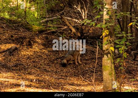 Bellissima volpe nel Parco Nazionale di Arrayanes, Argentina Foto Stock