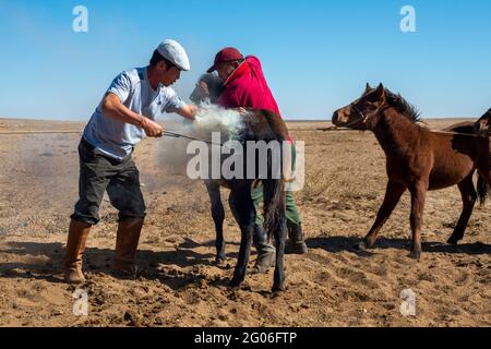 Branding foal o Colt. Nel mese di settembre-ottobre le famiglie nomadi marca giovane cavallo con bollino caldo per dimostrare la proprietà. Dorno-Gobi Aimag. Mongolia Foto Stock