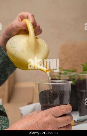 Il primo piano di una mano femminile versa il terreno in una pentola da una lattina di irrigazione. Il concetto di agricoltura, agricoltura, ortaggi. Giovani pianta verde di piante vegetali. Foto Stock