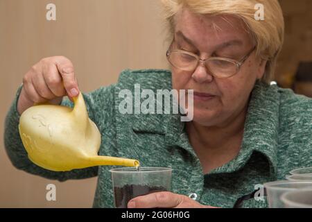 Una donna anziana da vicino versa il terreno in una pentola da una lattina di irrigazione. Il concetto di agricoltura, agricoltura, ortaggi. Giovani pianta verde di piante vegetali. Foto Stock