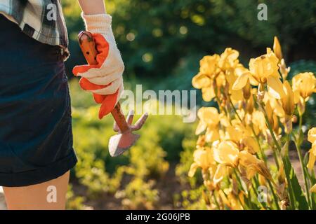 Una donna con guanti tiene una zappa. Primo piano della mano. Sullo sfondo, cespugli fioriti di iridi gialli. Concetto di giardinaggio. Foto Stock