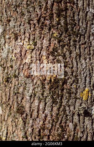 Struttura di corteccia di albero pioppo. Texture sillettibile senza cuciture. Foto Stock