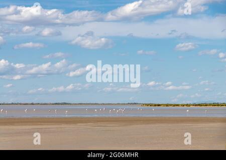 Paesaggio di una zona umida nella Camargue, con grandi Flamingos (Fenicotterus roseus) in acqua, Bouches du Rhone, Sud della Francia Foto Stock