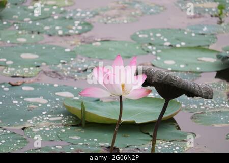 I bellissimi laghetti di fiori di loto Foto Stock