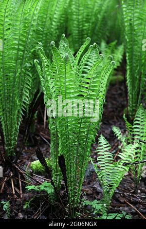 Matteuccia struthiopteris, conosciuta come ostroich feln, fiddlehead feln, o shuttleock feln, pianta selvatica dalla Finlandia Foto Stock