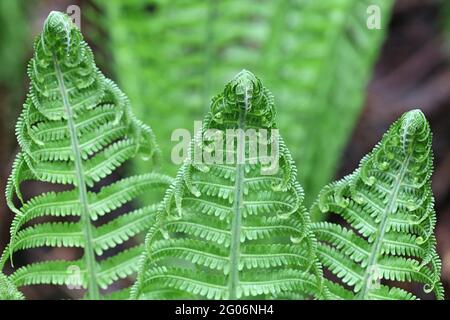 Matteuccia struthiopteris, conosciuta come ostroich feln, fiddlehead feln, o shuttleock feln, pianta selvatica dalla Finlandia Foto Stock