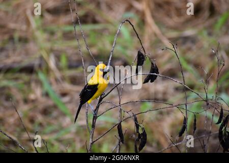Uccello giallo di Oriole o Icterus nigrogularis su una pianta di piselli di piccione a Trinidad. Foto Stock