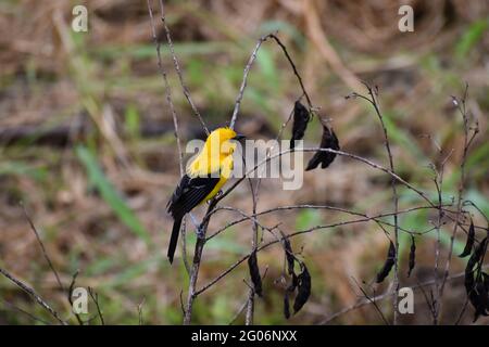 Uccello giallo di Oriole o Icterus nigrogularis su una pianta di piselli di piccione a Trinidad. Foto Stock