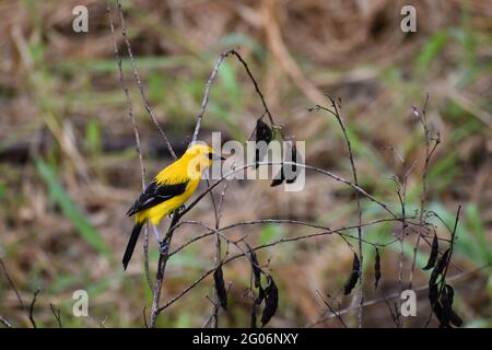 Uccello giallo di Oriole o Icterus nigrogularis su una pianta di piselli di piccione a Trinidad. Foto Stock