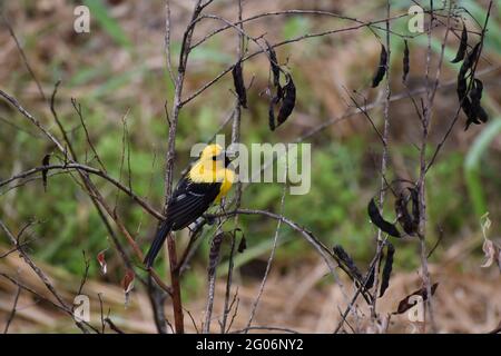 Uccello giallo di Oriole o Icterus nigrogularis su una pianta di piselli di piccione a Trinidad. Foto Stock