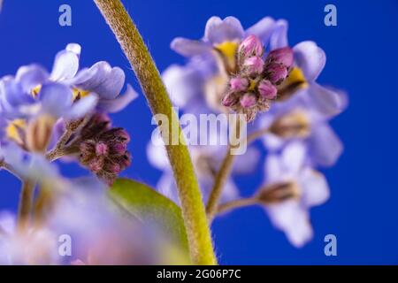 Non dimenticate di me (Myosotis scorpioides) fiori still-life su forte sfondo colorato Foto Stock