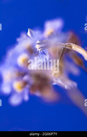 Non dimenticate di me (Myosotis scorpioides) fiori still-life su forte sfondo colorato Foto Stock