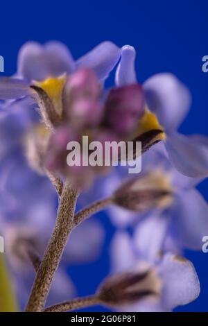 Non dimenticate di me (Myosotis scorpioides) fiori still-life su forte sfondo colorato Foto Stock