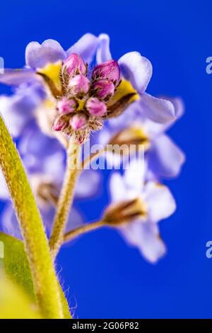 Non dimenticate di me (Myosotis scorpioides) fiori still-life su forte sfondo colorato Foto Stock