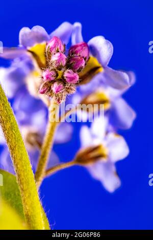 Non dimenticate di me (Myosotis scorpioides) fiori still-life su forte sfondo colorato Foto Stock