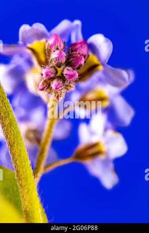 Non dimenticate di me (Myosotis scorpioides) fiori still-life su forte sfondo colorato Foto Stock