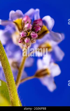 Non dimenticate di me (Myosotis scorpioides) fiori still-life su forte sfondo colorato Foto Stock