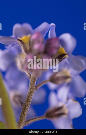 Non dimenticate di me (Myosotis scorpioides) fiori still-life su forte sfondo colorato Foto Stock