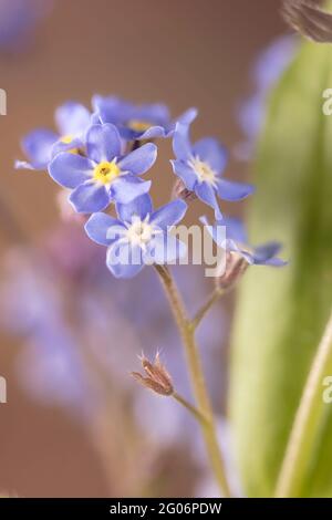 Non dimenticate di me (Myosotis scorpioides) fiori still-life su forte sfondo colorato Foto Stock