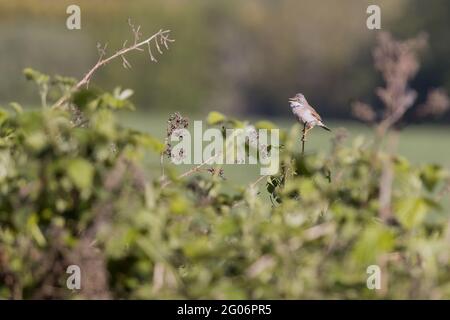 Comune Whitegola (Sylvia communis) appollaiato su un bramble che canta al sole di primavera Foto Stock
