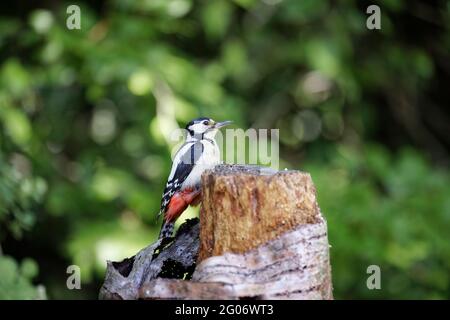 Vista laterale di un picchio di legno macchiato grande (Dendrocopos Major) che perching su un ceppo di marciume in un giardino in Surrey, Inghilterra sud-orientale Foto Stock