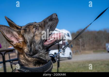 Un felice cucciolo tedesco di quattro mesi Shepherd guardando la macchina fotografica. Linea di lavoro razza Foto Stock