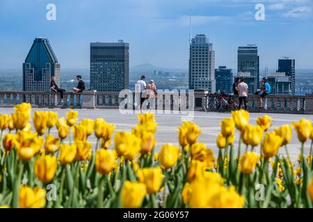 Montreal, CA - 14 maggio 2021: Tulipani gialli che fioriscono in cima allo skyline di Mount Royal, Montreal in lontananza Foto Stock