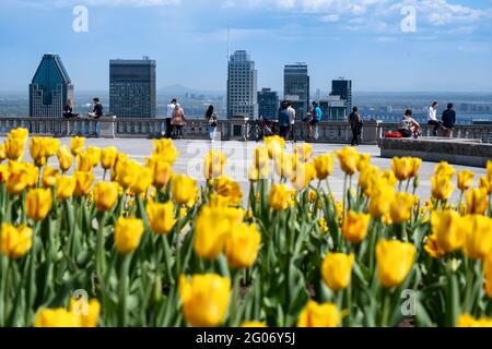 Montreal, CA - 14 maggio 2021: Tulipani gialli che fioriscono in cima allo skyline di Mount Royal, Montreal in lontananza Foto Stock