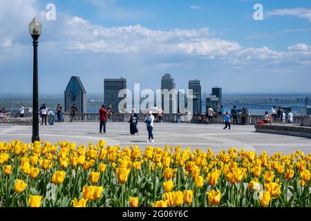 Montreal, CA - 14 maggio 2021: Tulipani gialli che fioriscono in cima allo skyline di Mount Royal, Montreal in lontananza Foto Stock