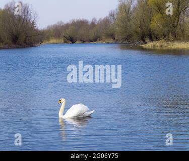 Un cigno solano nuota sul fiume Foto Stock