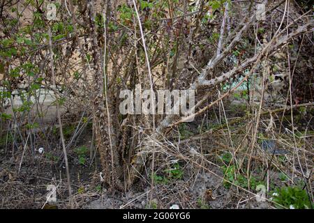 boccola di rosa surcresciuta a causa della mancanza di manutenzione Foto Stock