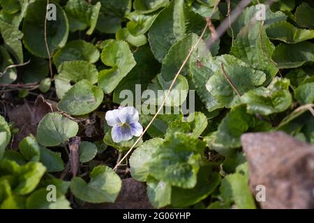 Bel fiore blu in foglie verdi Foto Stock